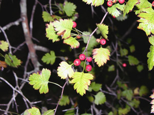 Parsley Hawthorn berries